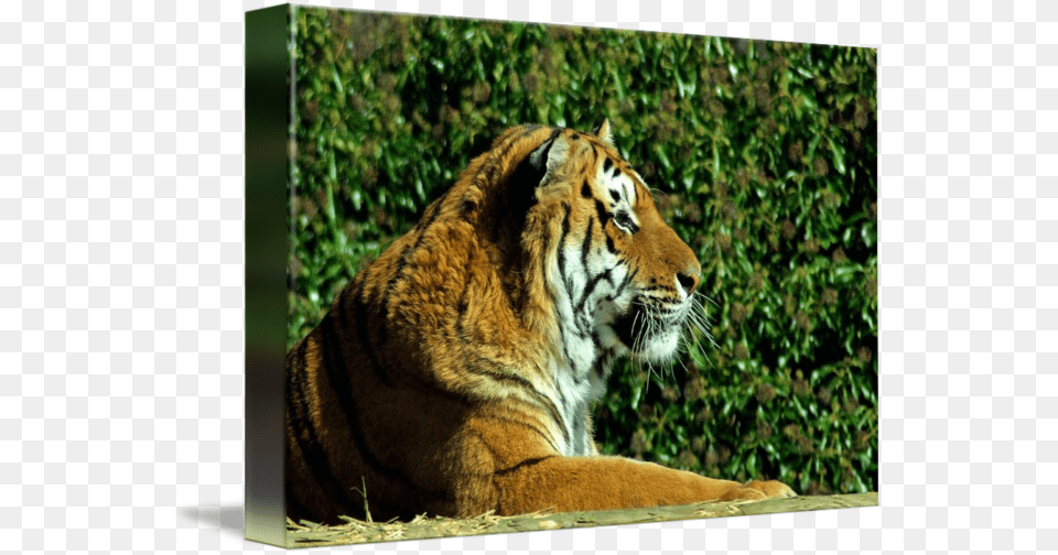 Siberian Tiger, Animal, Mammal, Wildlife Free Png Download