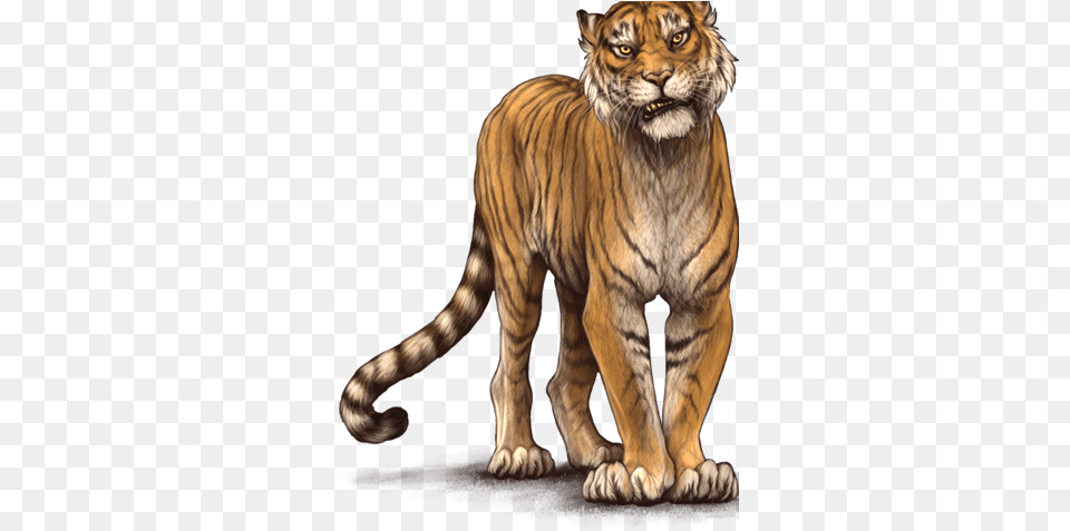 Siberian Tiger, Animal, Mammal, Wildlife Free Transparent Png