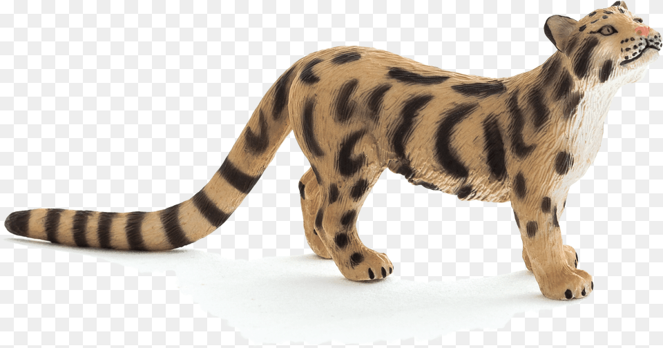 Siberian Tiger, Animal, Cheetah, Mammal, Wildlife Png