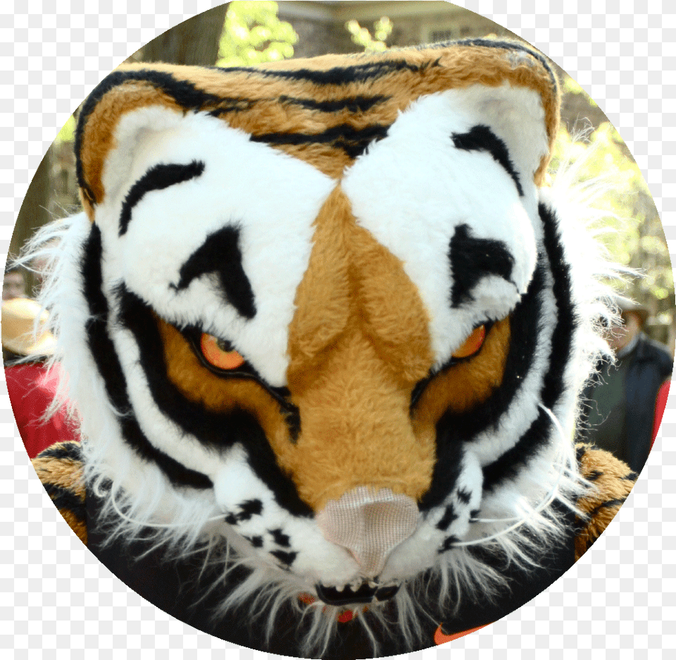 Siberian Tiger, Photography, Animal, Mammal, Wildlife Free Png