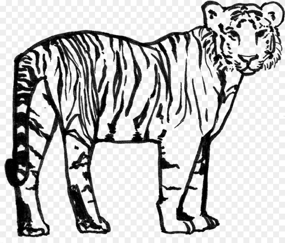 Siberian Tiger, Gray Free Png Download