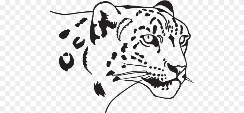 Siberian Tiger, Animal, Mammal, Panther, Wildlife Png Image