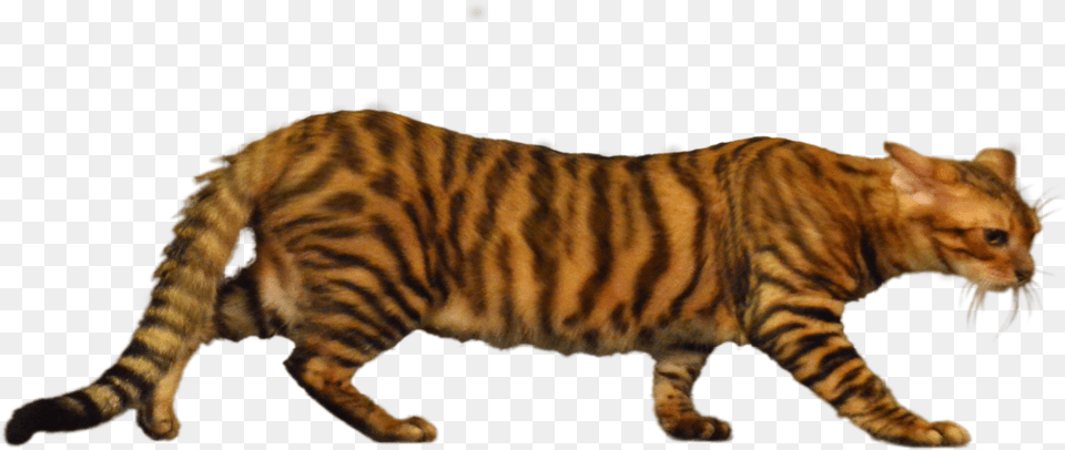 Siberian Tiger, Animal, Cat, Mammal, Pet Free Transparent Png