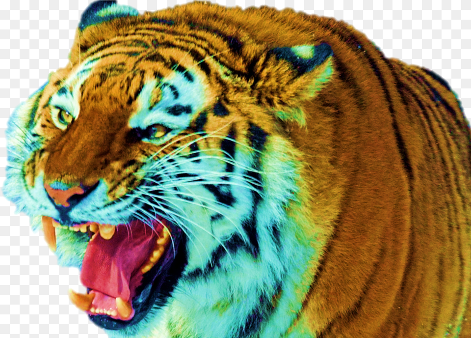 Siberian Tiger Free Png