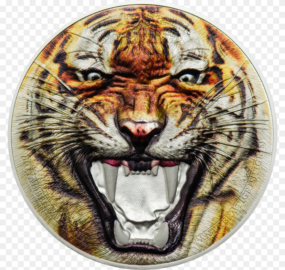Siberian Tiger, Person, Animal, Mammal Png Image
