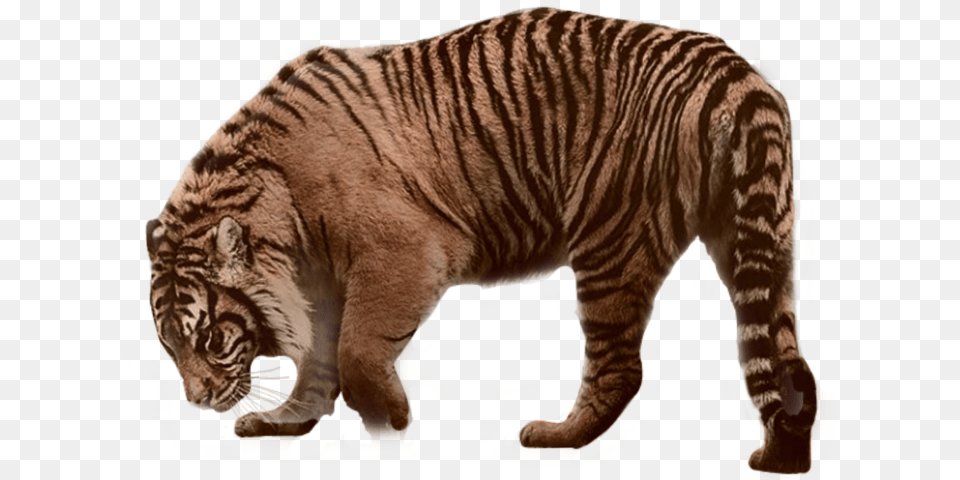 Siberian Tiger, Animal, Mammal, Wildlife, Cat Png Image