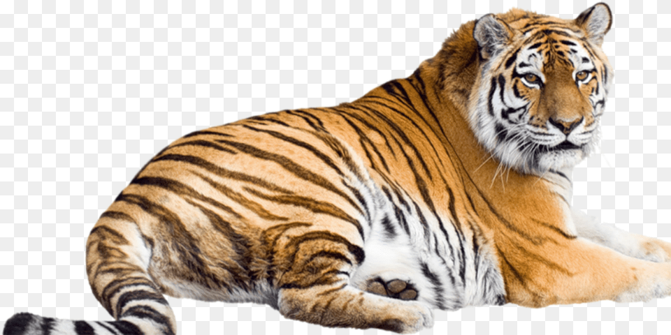 Siberian Tiger Bengal Tiger Malayan Tiger Sumatran Tigre, Animal, Mammal, Wildlife Png