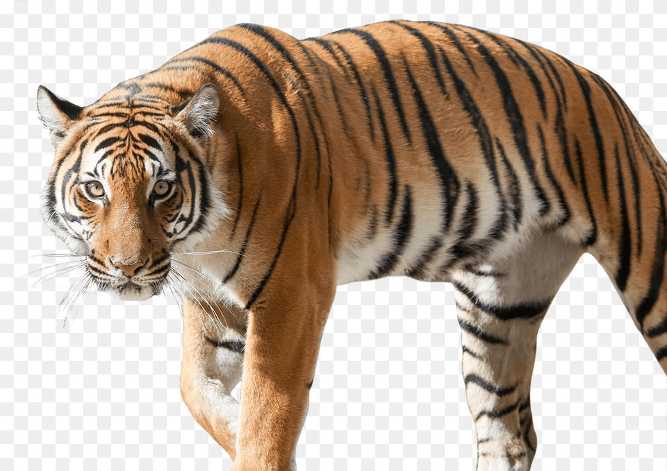 Siberian Tiger Hd Download Download Siberian Tiger, Animal, Mammal, Wildlife Free Png