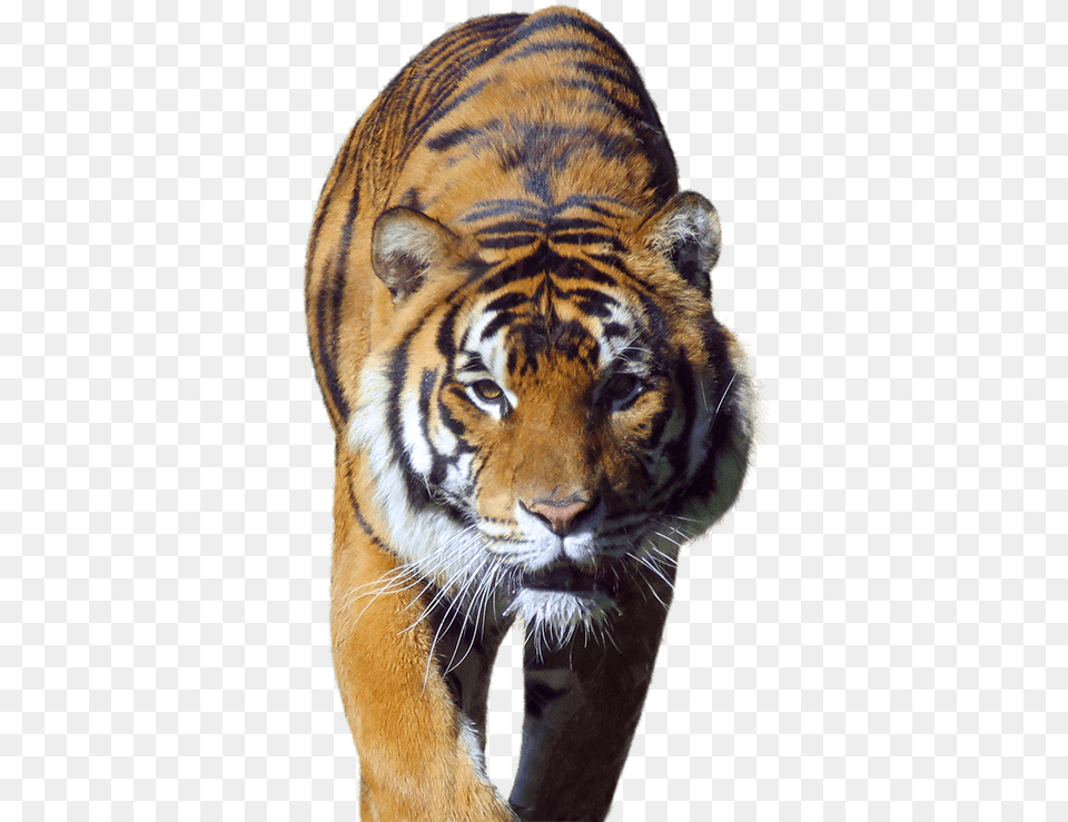 Siberian Tiger Hd Download Download Tiger In Walk, Animal, Mammal, Wildlife Free Transparent Png