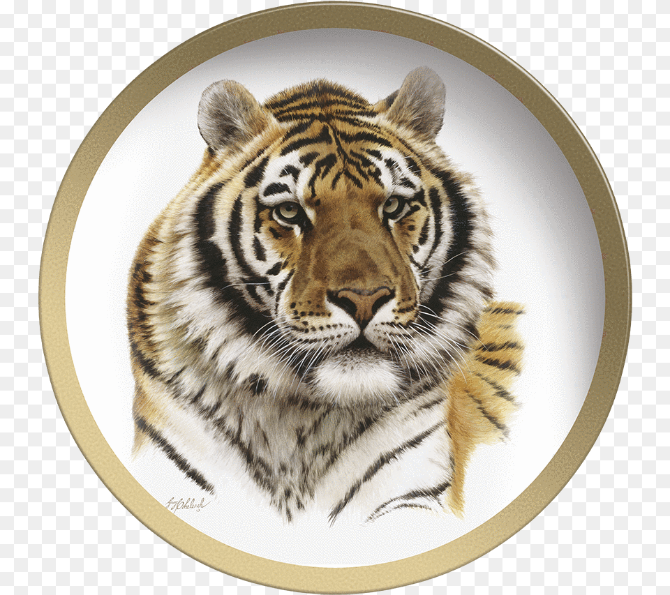 Siberian Tiger Head Guy Coheleach Siberian Tiger Head, Animal, Mammal, Wildlife Free Png