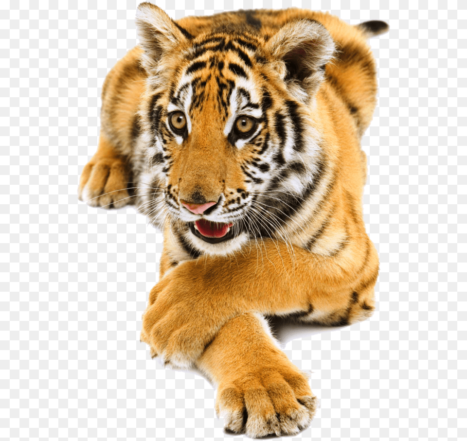 Siberian Tiger Pic Tiger, Animal, Mammal, Wildlife Free Png