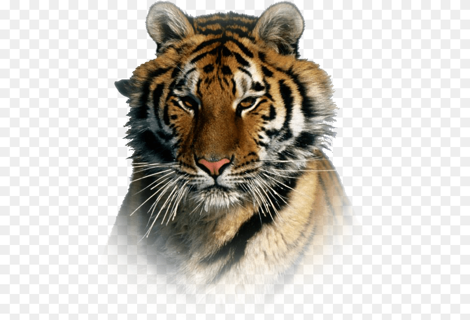 Siberian Tiger Taiga, Animal, Mammal, Wildlife Png