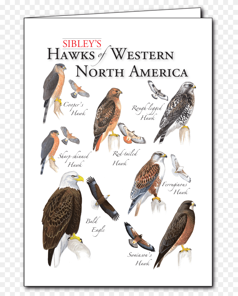 Sibley S Hawks Of Western Na Regional Card Osprey, Animal, Beak, Bird, Accipiter Png
