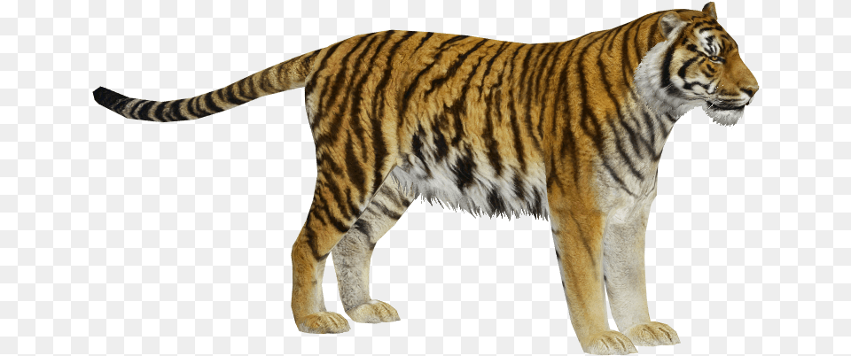 Sibtigermale 1 Zoo Tycoon 2 Siberian Tiger, Animal, Mammal, Wildlife Free Png Download