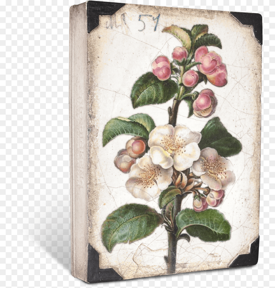 Sid Dickens Apple Blossom, Art, Painting, Plant, Flower Png