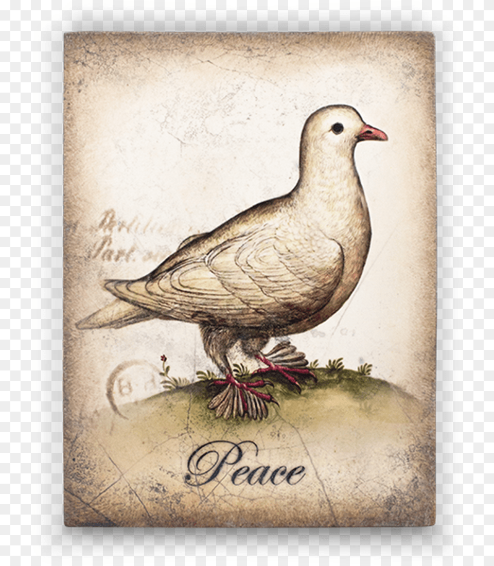Sid Dickens Dove, Animal, Bird, Pigeon Free Png