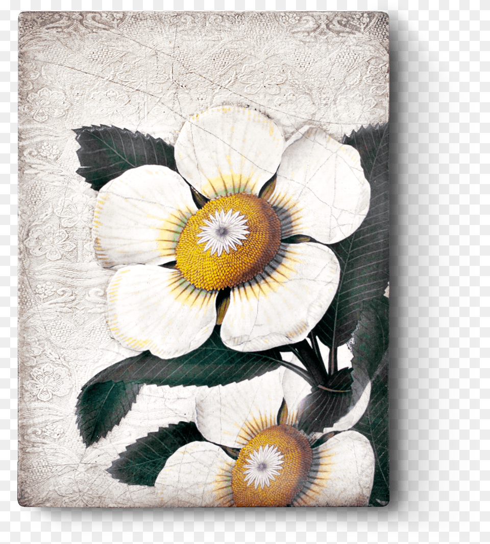 Sid Dickens Inc, Anemone, Plant, Pattern, Graphics Free Png