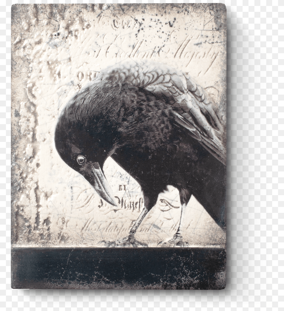 Sid Dickens Inc, Animal, Beak, Bird, Blackbird Free Transparent Png