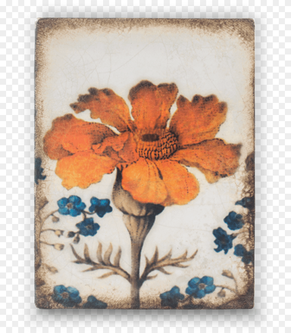 Sid Dickens Marigold, Plant, Art, Petal, Floral Design Free Transparent Png