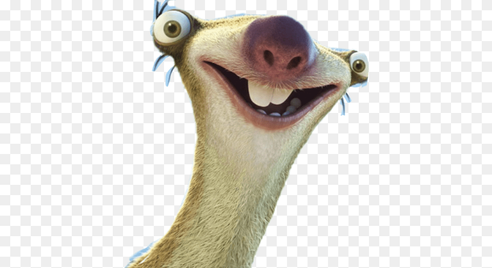 Sid The Sloth, Animal, Beak, Bird, Bear Free Transparent Png