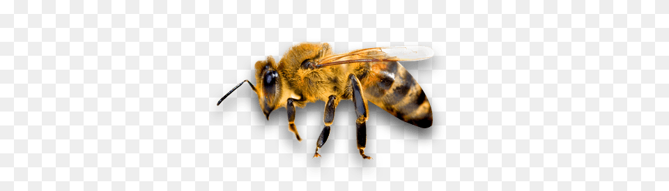 Side Bee, Animal, Honey Bee, Insect, Invertebrate Png