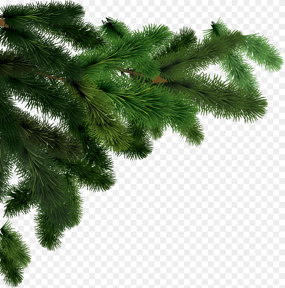 Side Branches Fir Tree, Conifer, Pine, Plant, Spruce Free Transparent Png