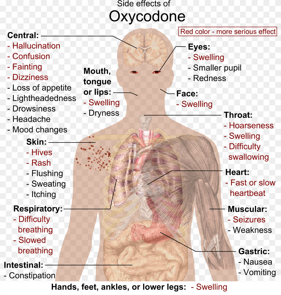 Side Effects Of Oxycodone Oxycodone Side Effects, Adult, Male, Man, Person Png Image