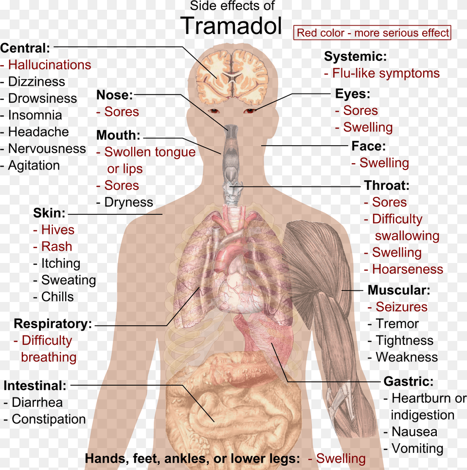 Side Effects Of Tramadol Cure Your Diabetes Naturally A Ste By Stap Guide To, Adult, Male, Man, Person Free Transparent Png