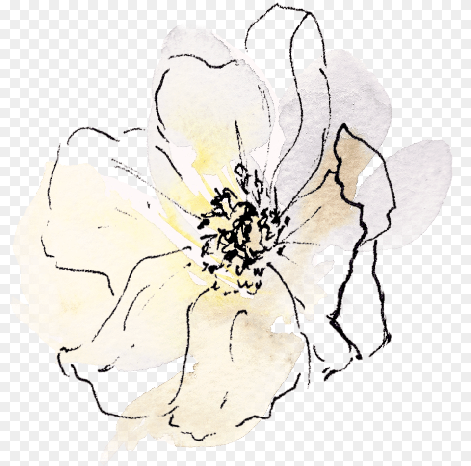 Side Flower Gardenia, Anemone, Pattern, Graphics, Floral Design Png