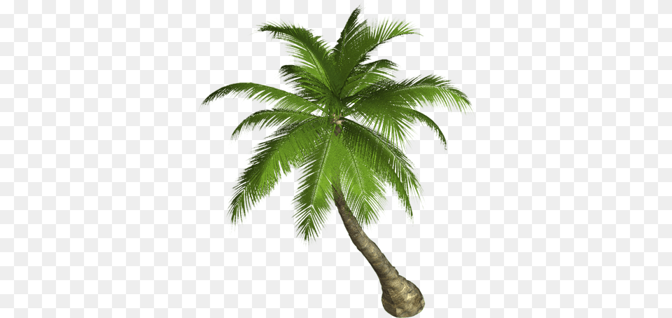 Side Palm Tree, Palm Tree, Plant, Leaf Free Png Download