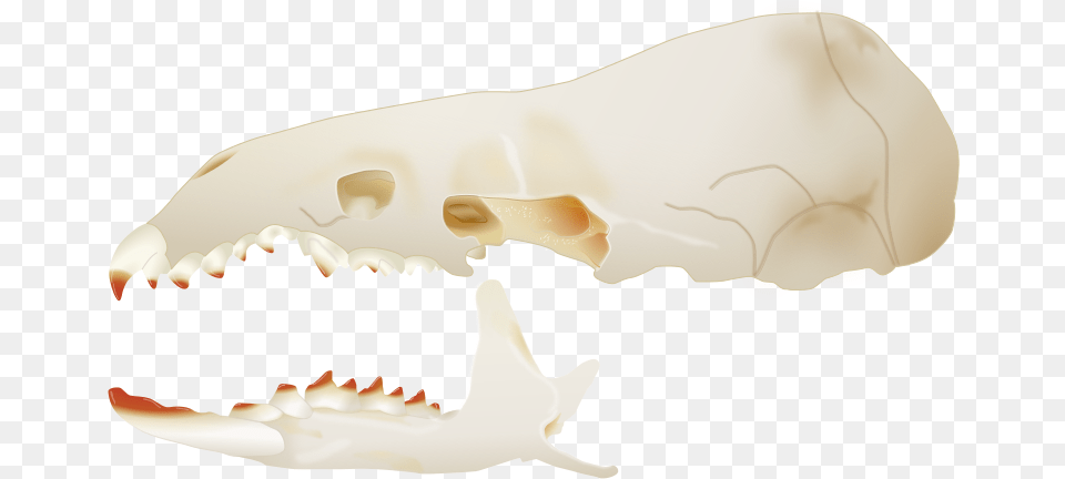 Side Skull American Pygmy Shrew Skull, Teeth, Person, Mouth, Body Part Free Transparent Png