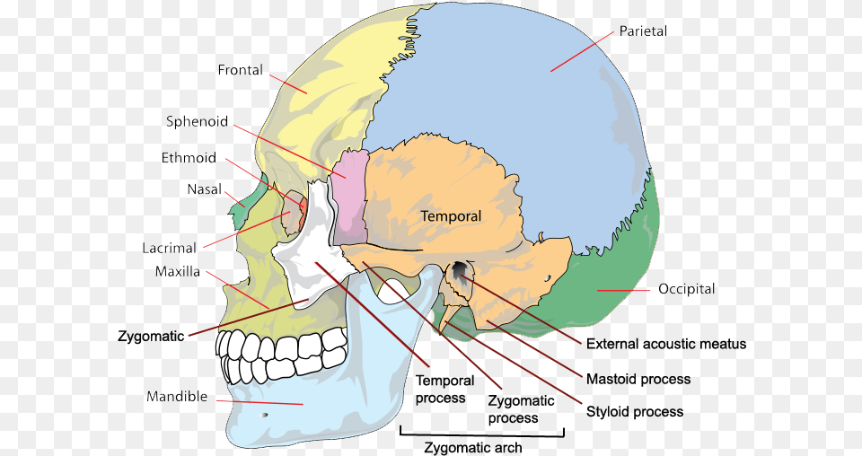 Side Skull Bones Amp Processes Different Parts Of Head, Chart, Plot, Diagram Png Image