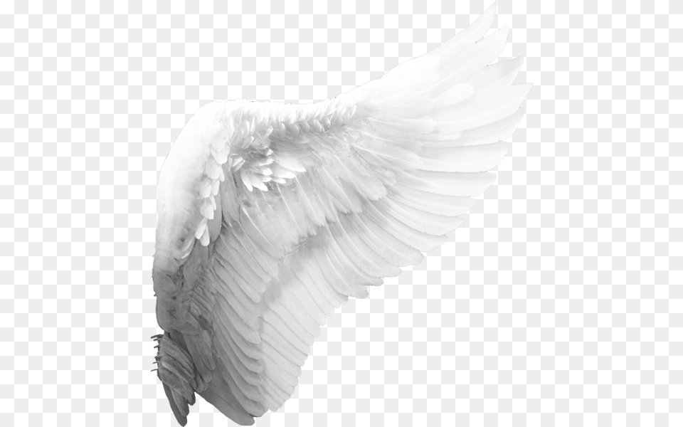 Side View Angel Wings, Animal, Bird Png Image