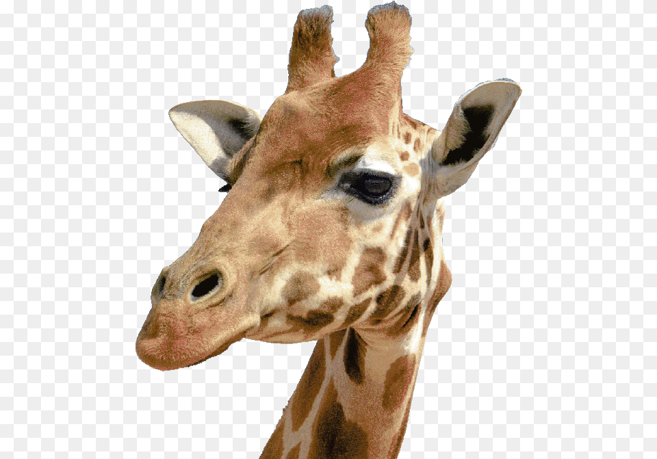 Side View Giraffe Head, Animal, Mammal, Wildlife Png Image