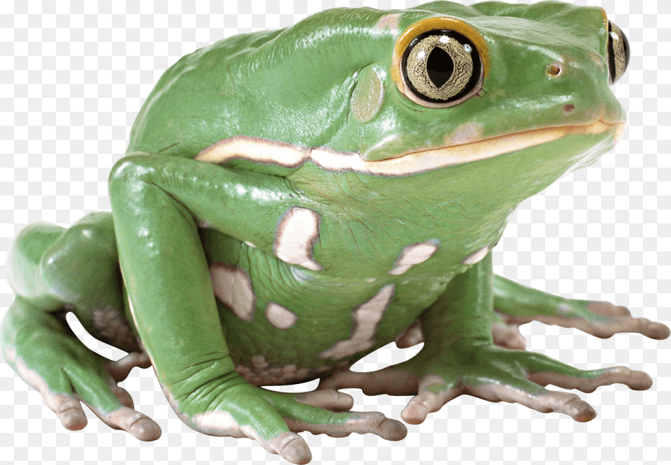 Side View Green Frog, Amphibian, Animal, Wildlife, Lizard Png Image