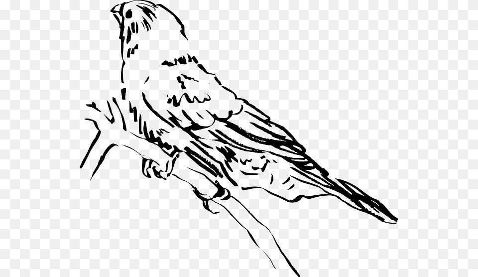 Side View Of Bird Drawing, Baby, Person, Animal, Hawk Png Image