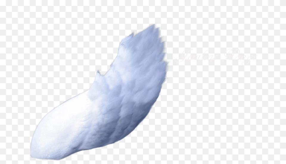 Side Wing Render By Wings Right Side, Animal, Bird Free Png