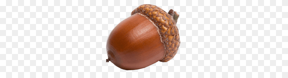Sideview Acorn, Food, Nut, Plant, Produce Png