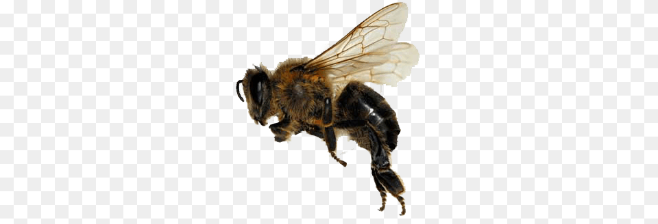 Sideview Bee, Animal, Honey Bee, Insect, Invertebrate Free Png Download