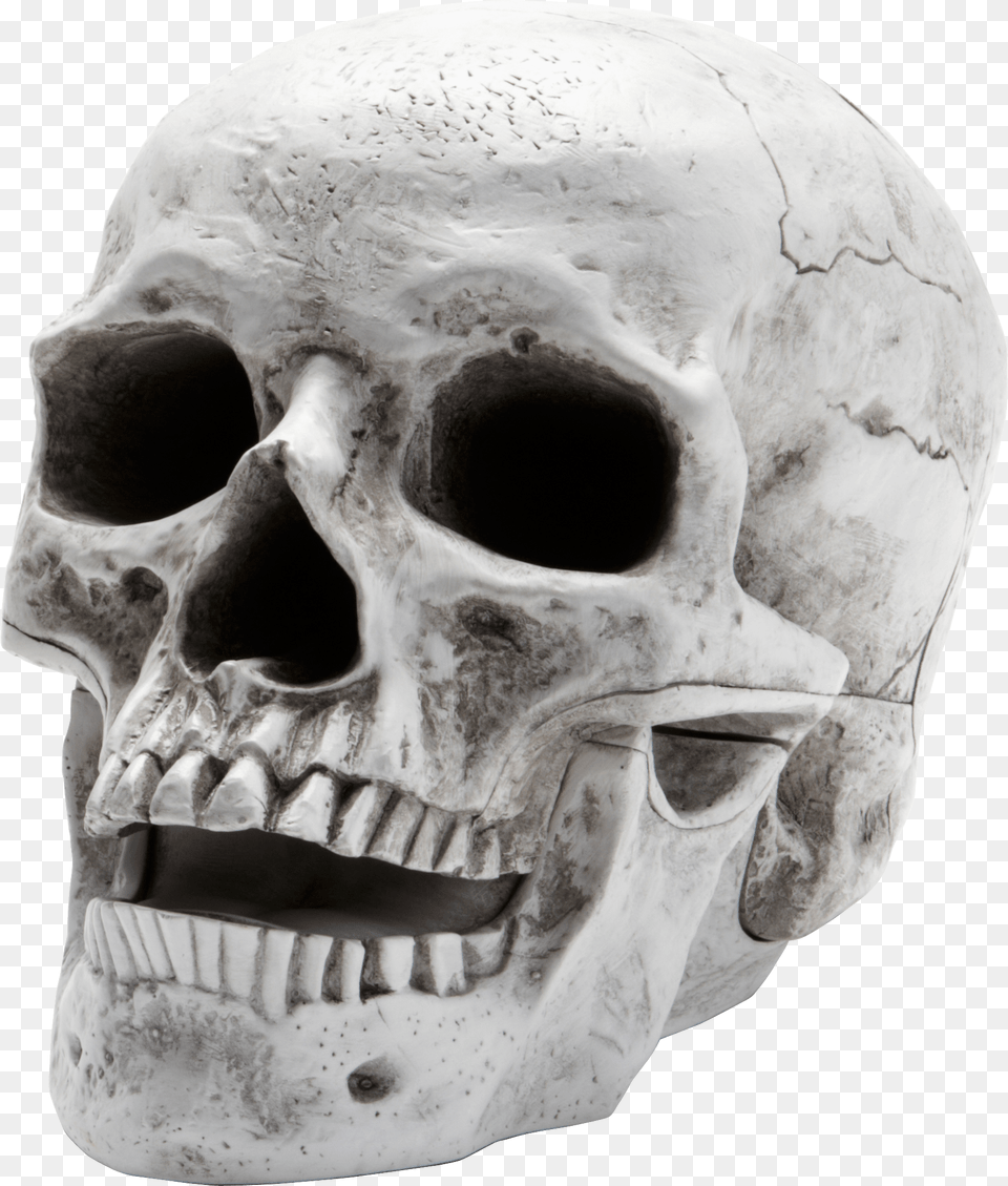 Sideview Large Skull, Person, Head, Face Png Image