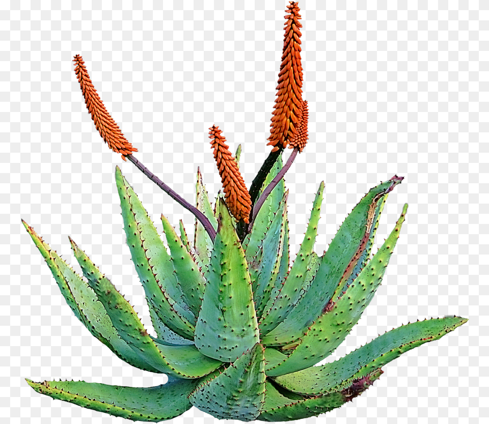 Siembra De Aloe Vera Aloe Vera, Plant Png