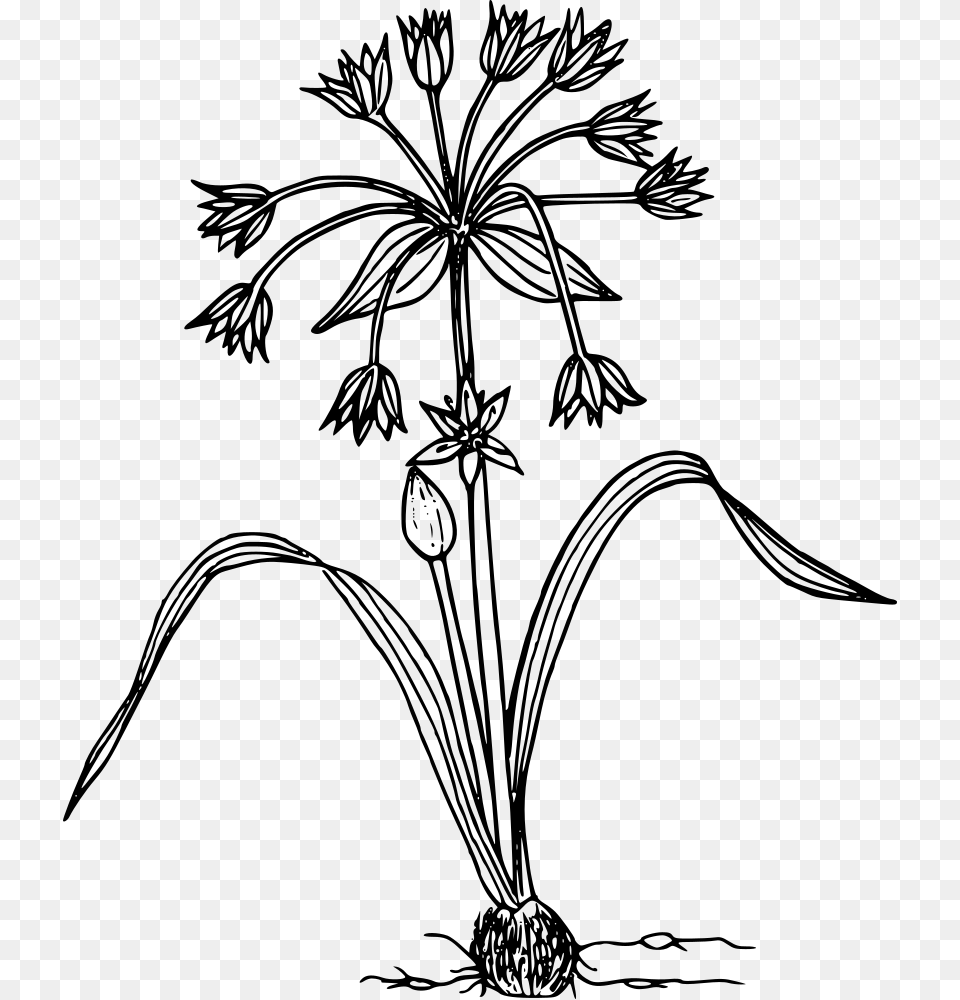 Sierran Onion Wild Flower Illustration, Gray Png