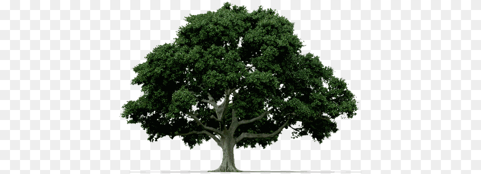 Siete Razones Para Plantar Un Rbol, Oak, Plant, Sycamore, Tree Free Transparent Png