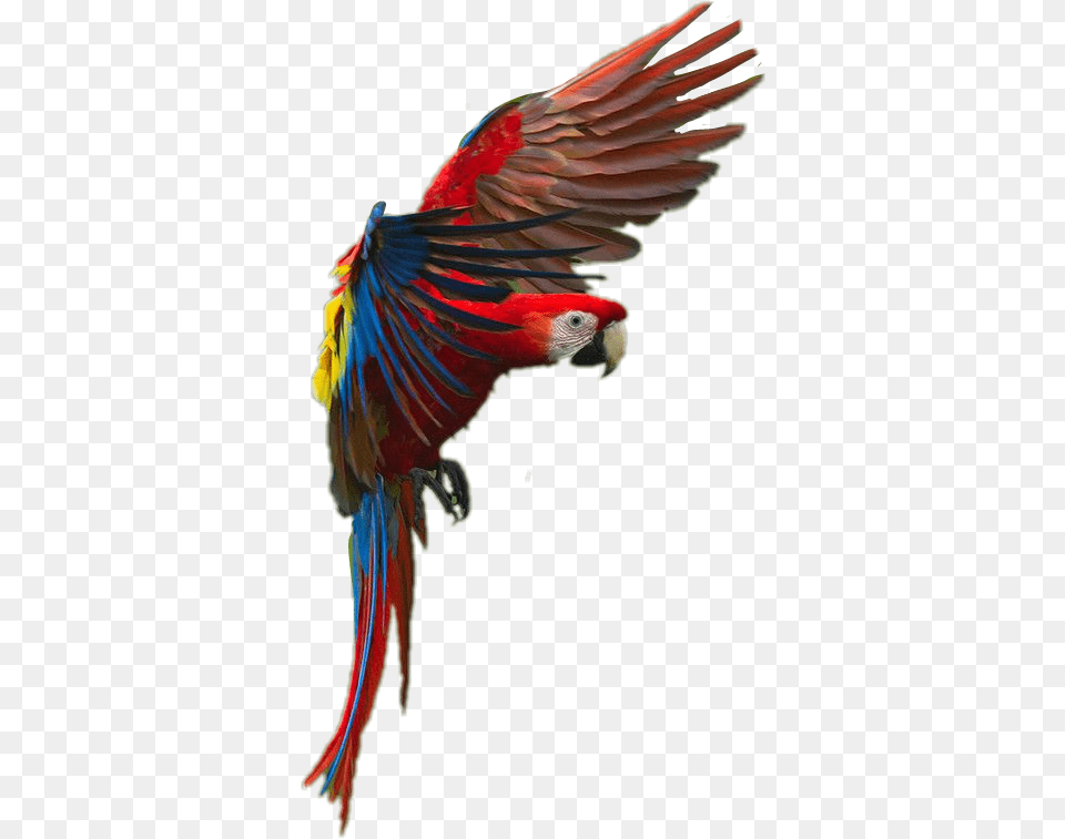 Sign In To Save It To Your Collection Macaw, Animal, Bird, Parrot Png