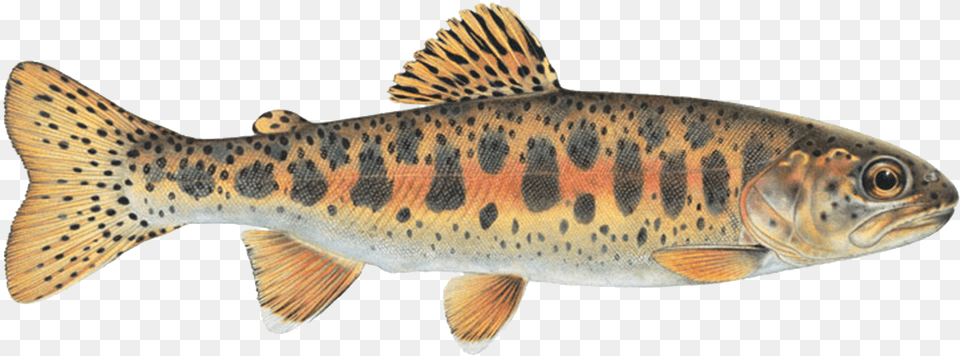 Sign Up For Season Redband Trout Spokane River, Animal, Fish, Sea Life Png Image