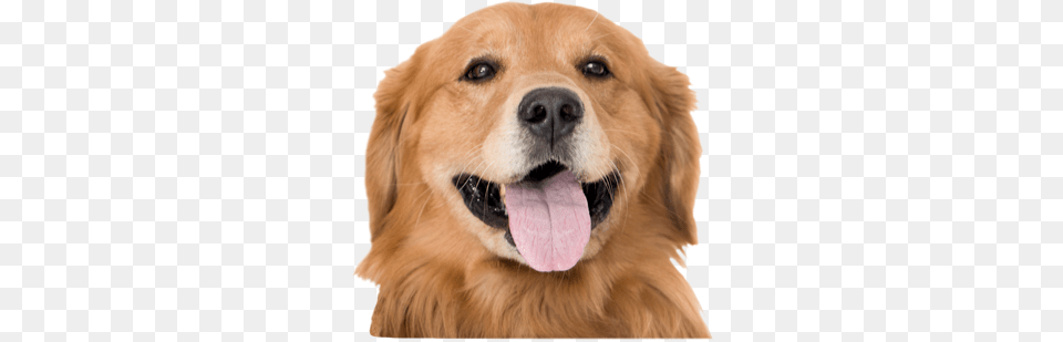 Sign Up Today Perro Pedigree, Animal, Canine, Dog, Golden Retriever Free Transparent Png
