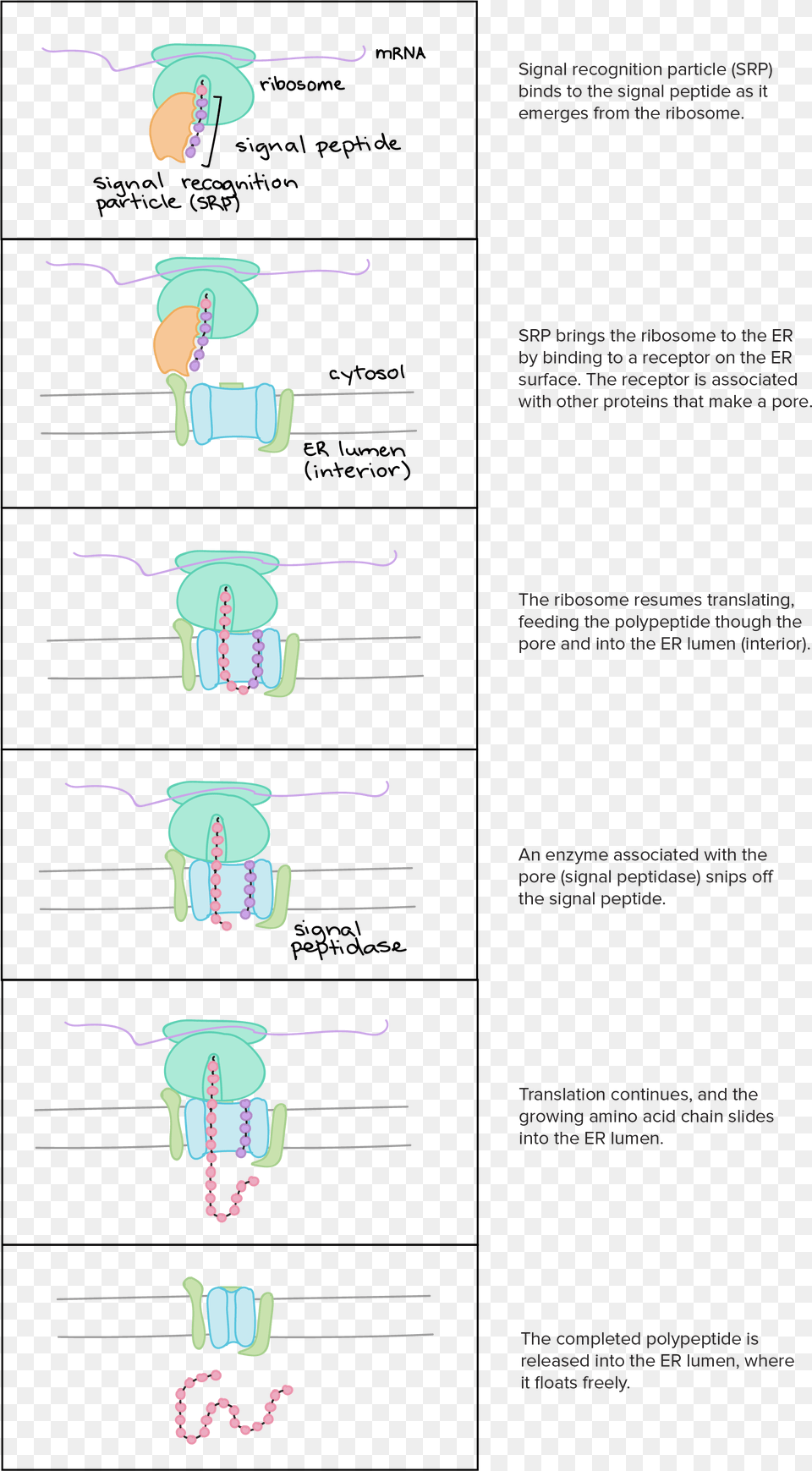 Signal Recognition Particle Binds To The Signal Peptide, Chart, Plot Png