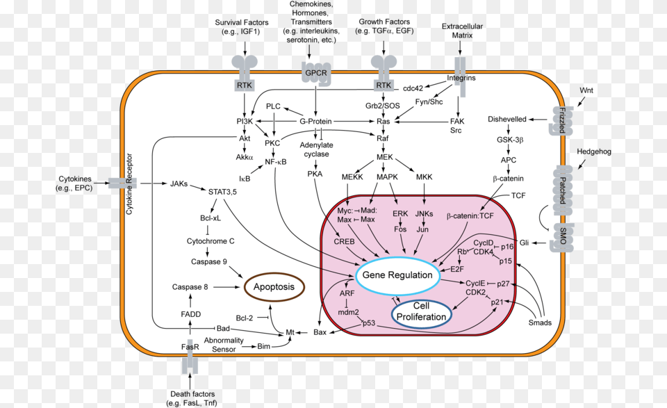 Signal Transduction V1 Overview Of Signal Transduction Pathways Involved In, Diagram Png