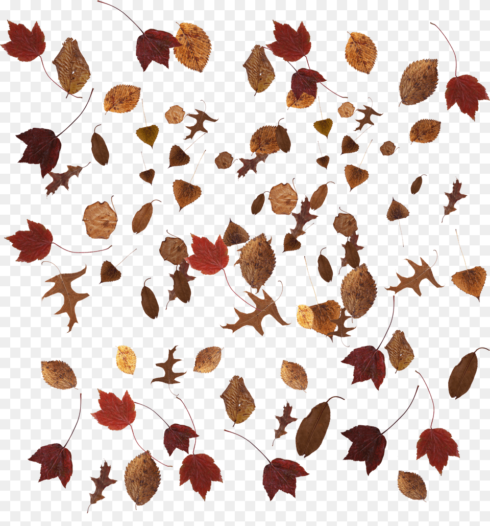 Signature Vermont Pub And Brewery, Leaf, Plant, Tree Free Transparent Png