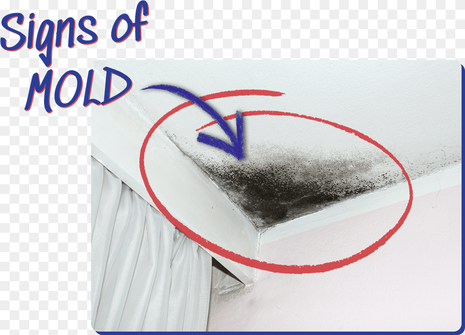 Signs Of Mold Example Sketch Free Png